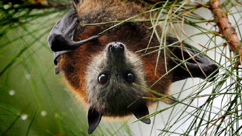 Fruit bats spread the deadly Hendra virus. Fruit bats spread the deadly Hendra virus.